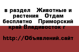  в раздел : Животные и растения » Отдам бесплатно . Приморский край,Владивосток г.